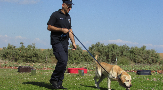 Dog Training – 4 Reasons Why it is Essential
